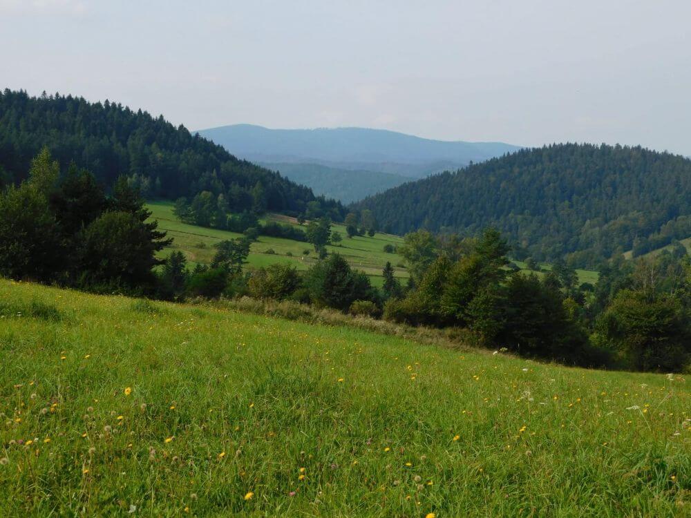Hala Łabowska in Beskid Sądeckim