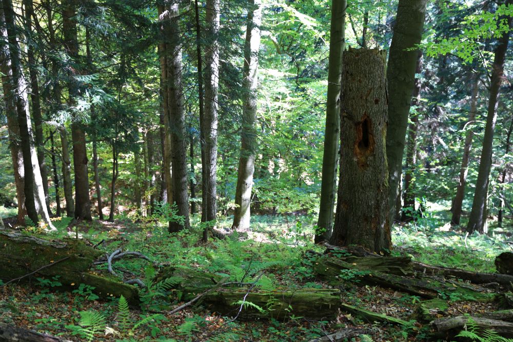 Count Adam Stadnicki Trail