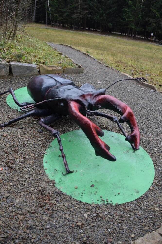 Mysterious World of Insects in Feleczyn Forestry
